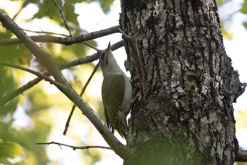 Gray-headed Woodpecker
